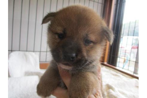 成約済の岡山県の柴犬-63679の2枚目