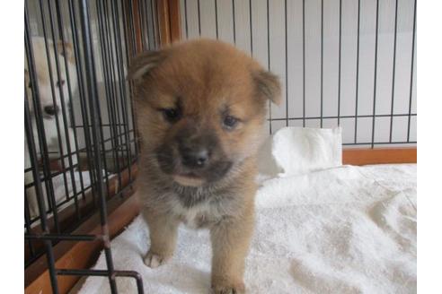 成約済の岡山県の柴犬-63679の1枚目