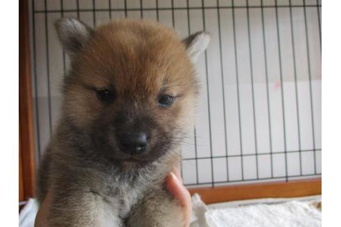 成約済の岡山県の柴犬-63680の2枚目