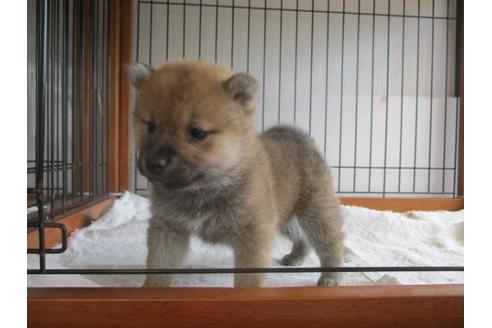 成約済の岡山県の柴犬-63680の1枚目