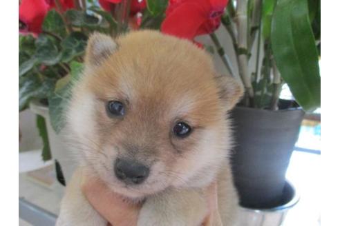 成約済の岡山県の柴犬-63681の2枚目