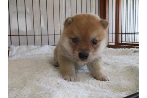 成約済の岡山県の柴犬-63681の1枚目