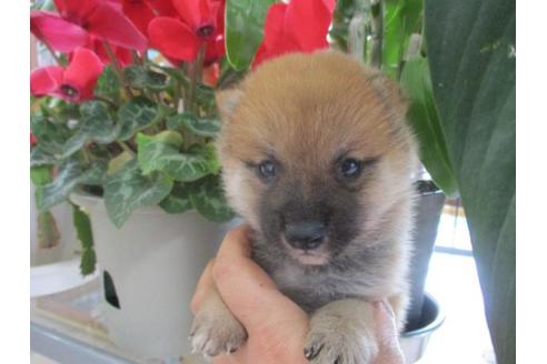 成約済の岡山県の柴犬-63682の2枚目