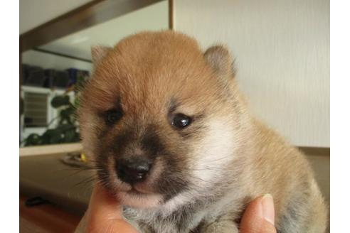 成約済の岡山県の柴犬-63686の2枚目