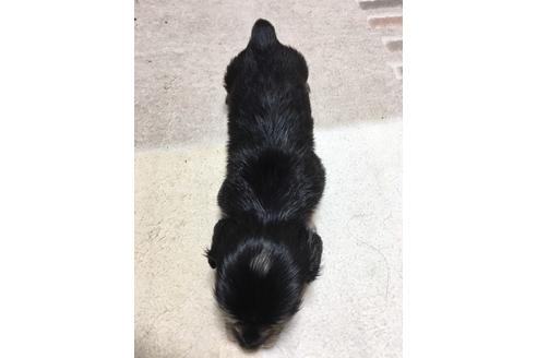 成約済の広島県のミニチュアダックスフンド(ロングヘアード)-63701の7枚目