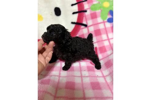 成約済の大分県のトイプードル-63731の3枚目