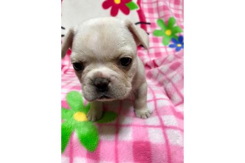 成約済の大分県のミックス犬-63737の6枚目
