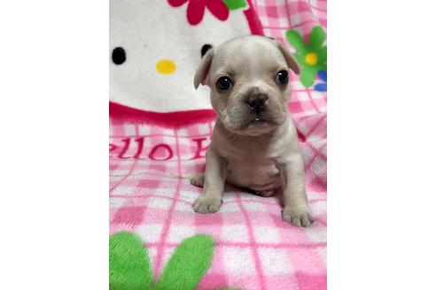 成約済の大分県のミックス犬-63737の5枚目