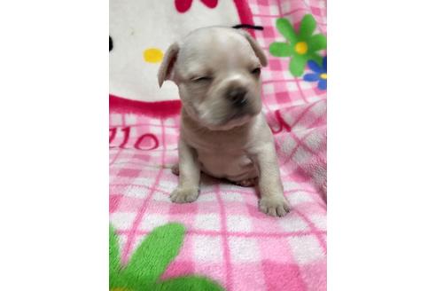 成約済の大分県のミックス犬-63737の4枚目