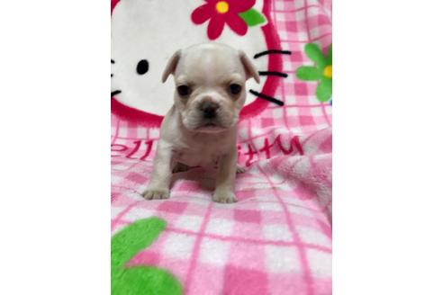成約済の大分県のミックス犬-63737の3枚目