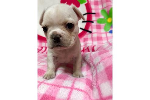成約済の大分県のミックス犬-63737の2枚目
