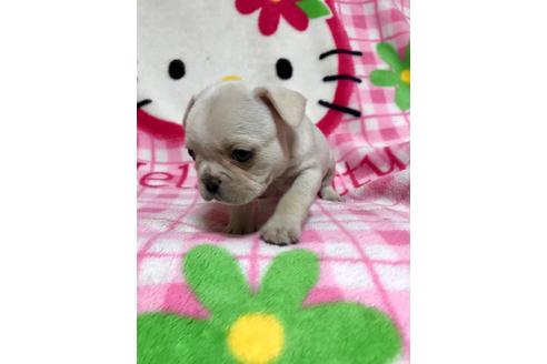 成約済の大分県のミックス犬-63737の1枚目