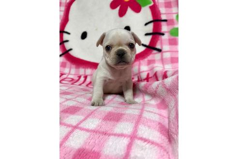 成約済の大分県のミックス犬-63738の4枚目