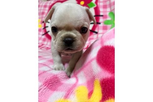 成約済の大分県のミックス犬-63738の3枚目