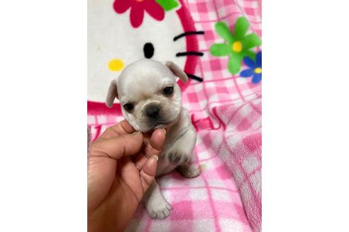 成約済の大分県のミックス犬-63738の2枚目