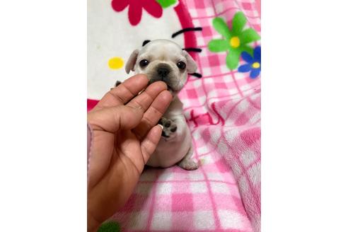成約済の大分県のミックス犬-63738の1枚目