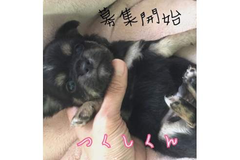 成約済の愛知県のチワワ(ロングコート)-63673の1枚目