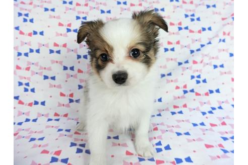 成約済の千葉県のパピヨン-62498の6枚目