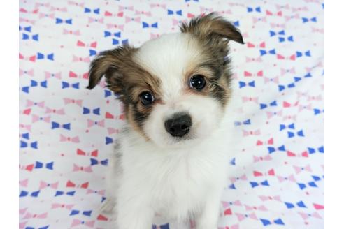 成約済の千葉県のパピヨン-62498の5枚目