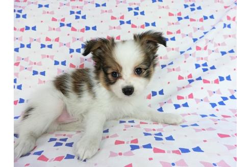 成約済の千葉県のパピヨン-62498の4枚目