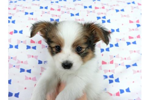 成約済の千葉県のパピヨン-62496の1枚目