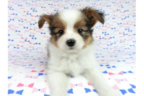 成約済の千葉県のパピヨン-62496の4枚目