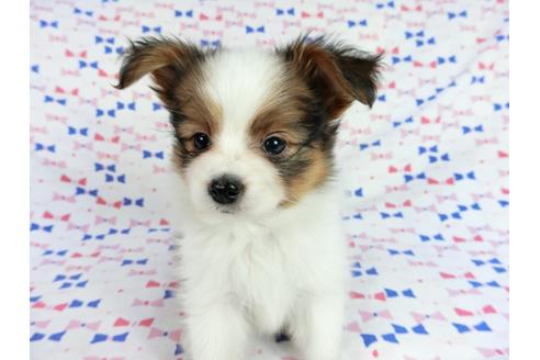 成約済の千葉県のパピヨン-62496の3枚目