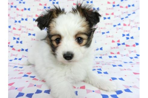 成約済の千葉県のパピヨン-62500の8枚目