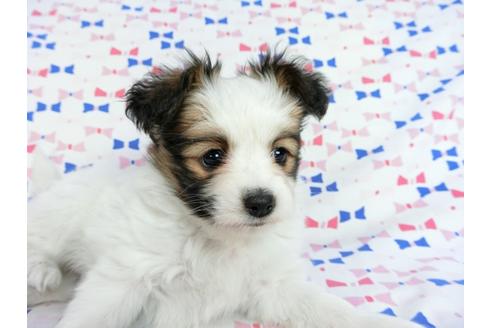 成約済の千葉県のパピヨン-62500の7枚目