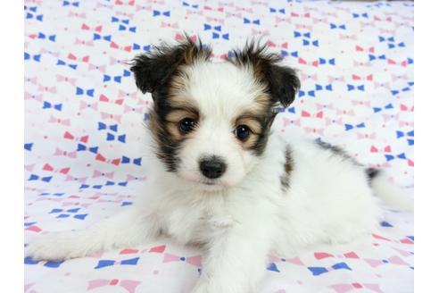 成約済の千葉県のパピヨン-62500の6枚目