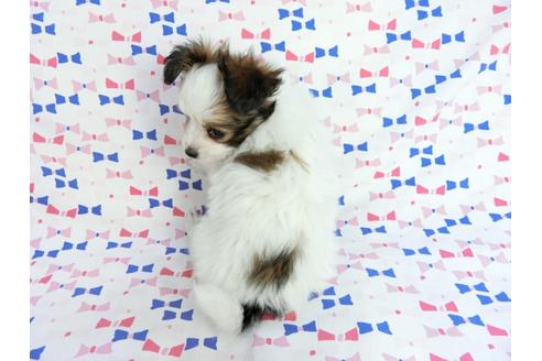 成約済の千葉県のパピヨン-62500の5枚目