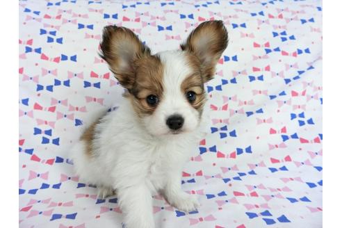 成約済の千葉県のパピヨン-62499の8枚目