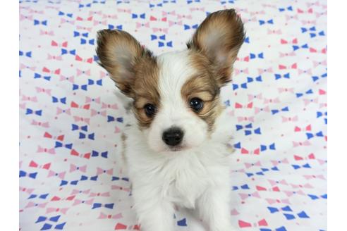 成約済の千葉県のパピヨン-62499の7枚目