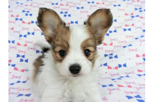 成約済の千葉県のパピヨン-62499の6枚目