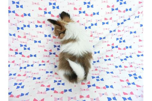 成約済の千葉県のパピヨン-62499の5枚目