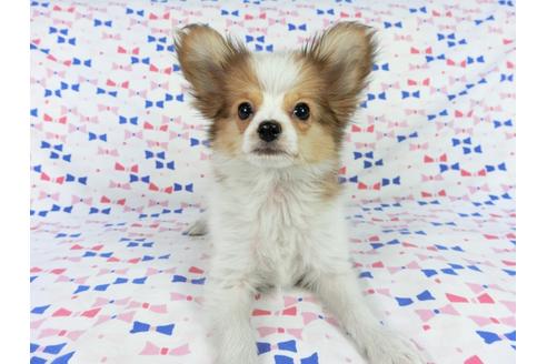 成約済の千葉県のパピヨン-59077の7枚目