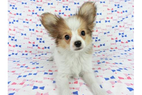 成約済の千葉県のパピヨン-59077の6枚目