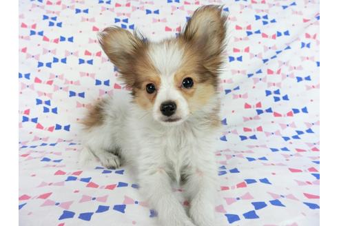 成約済の千葉県のパピヨン-59077の5枚目