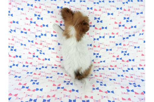 成約済の千葉県のパピヨン-59077の4枚目