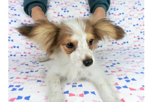 成約済の千葉県のパピヨン-58156の1枚目