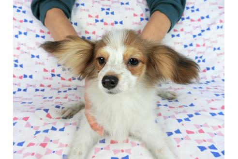 成約済の千葉県のパピヨン-58156の3枚目