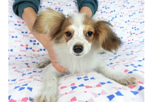 成約済の千葉県のパピヨン-58156の2枚目