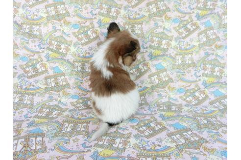 成約済の千葉県のパピヨン-62920の2枚目