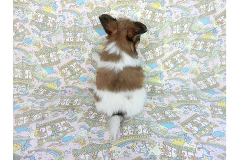 成約済の千葉県のパピヨン-62929の5枚目