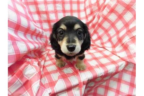 成約済の福岡県のミニチュアダックスフンド(ロングヘアード)-63774の1枚目