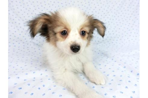 成約済の千葉県のパピヨン-60047の4枚目