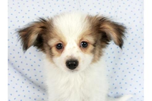 成約済の千葉県のパピヨン-60047の3枚目