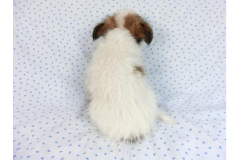 成約済の千葉県のパピヨン-60047の2枚目