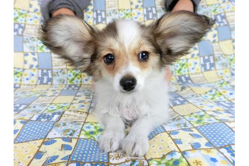 成約済の千葉県のパピヨン-59424