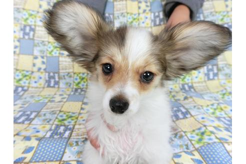 成約済の千葉県のパピヨン-59424の4枚目